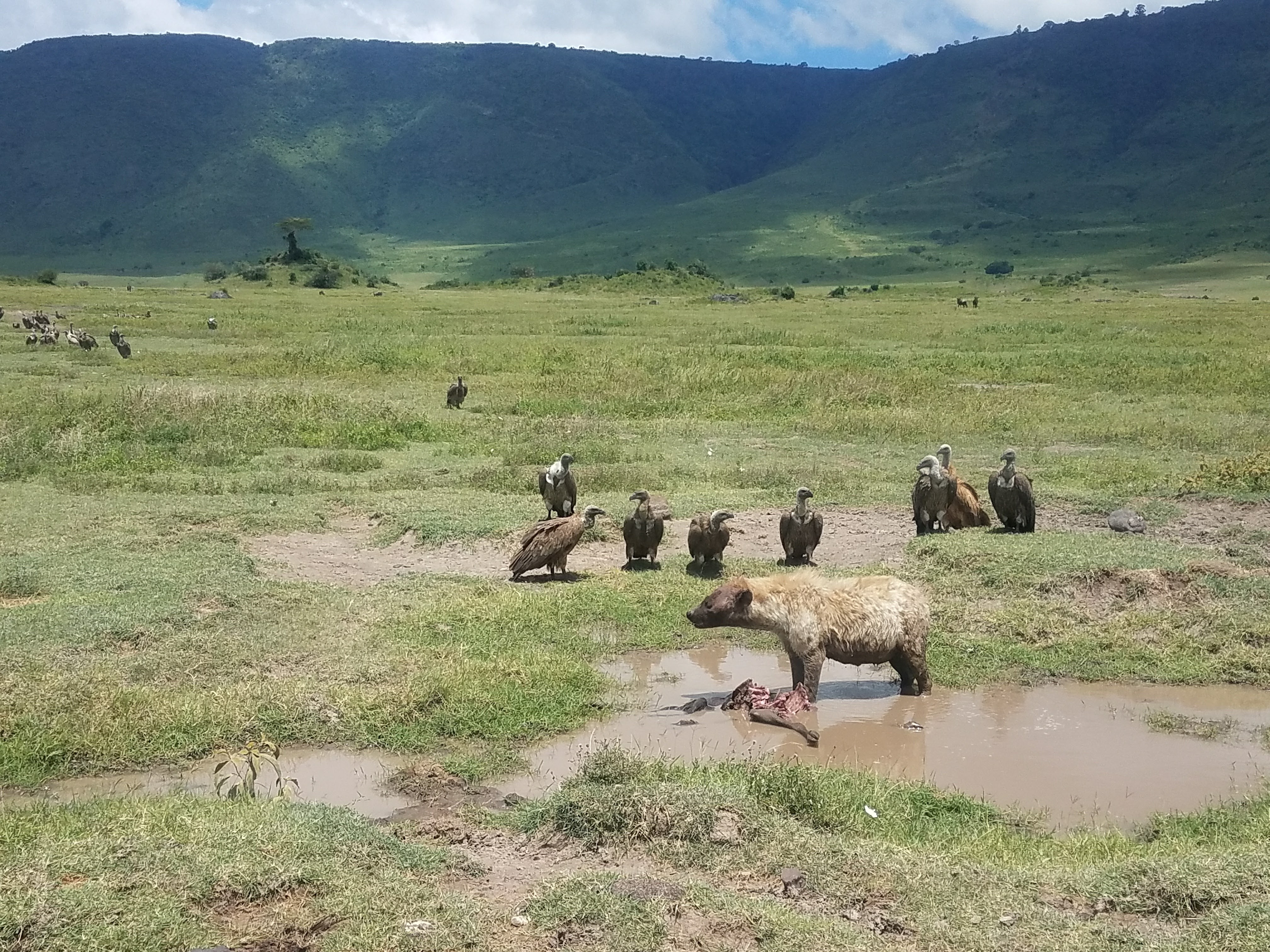 Hyena surrounded by vultures